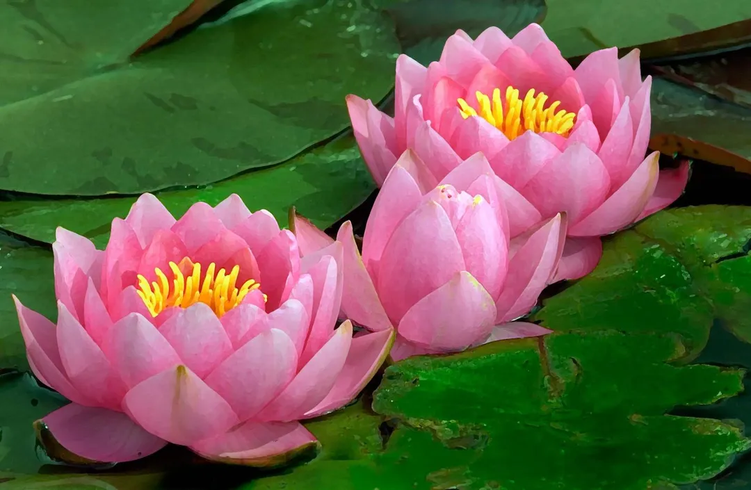 Most Beautiful Flowers