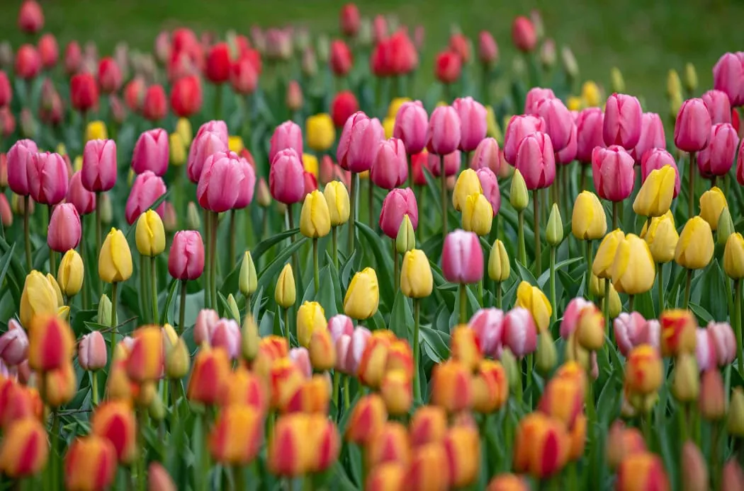 Most Beautiful Flowers