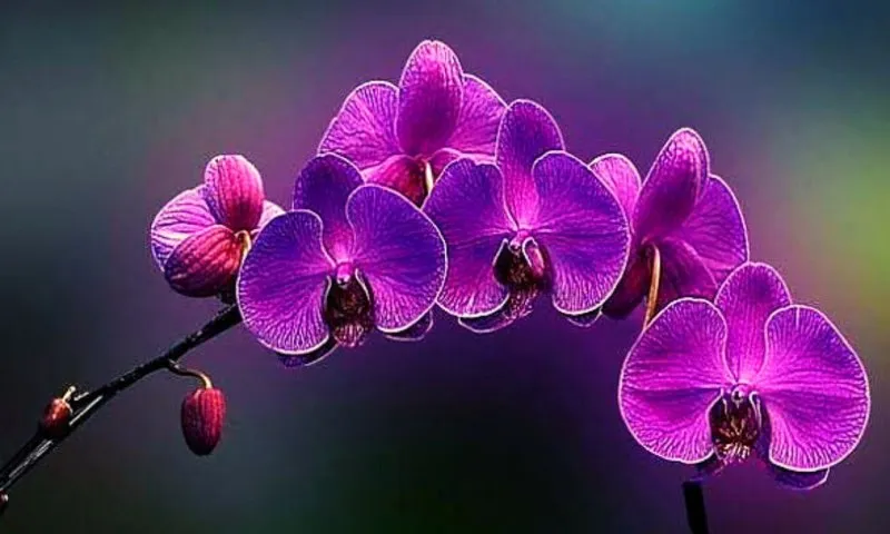 Most Beautiful Flowers