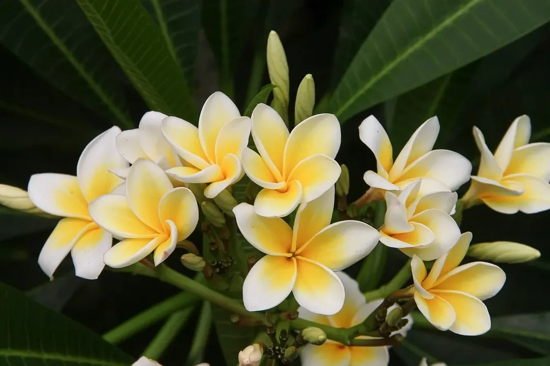 Most Beautiful Flowers
