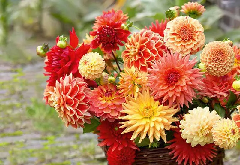 Most Beautiful Flowers