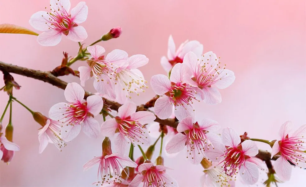 Most Beautiful Flowers