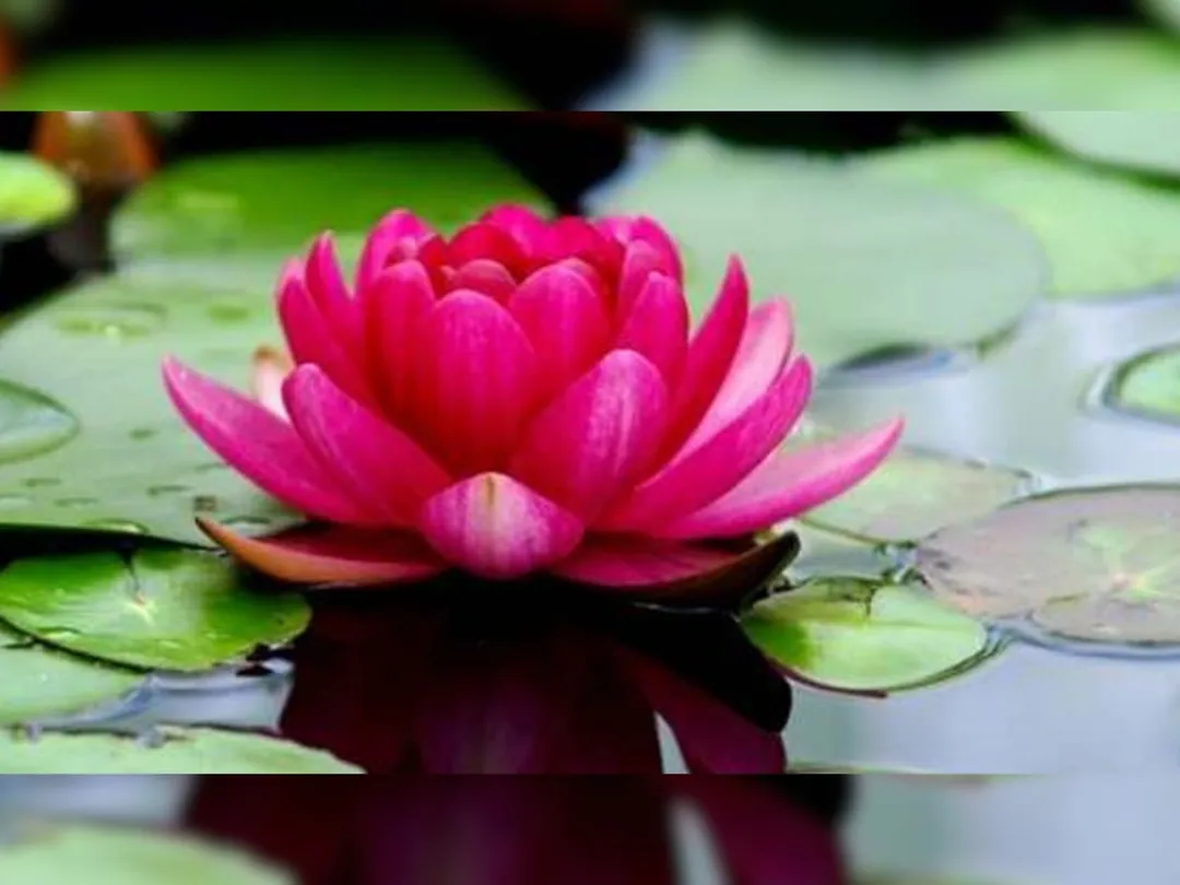 Most Beautiful Flowers