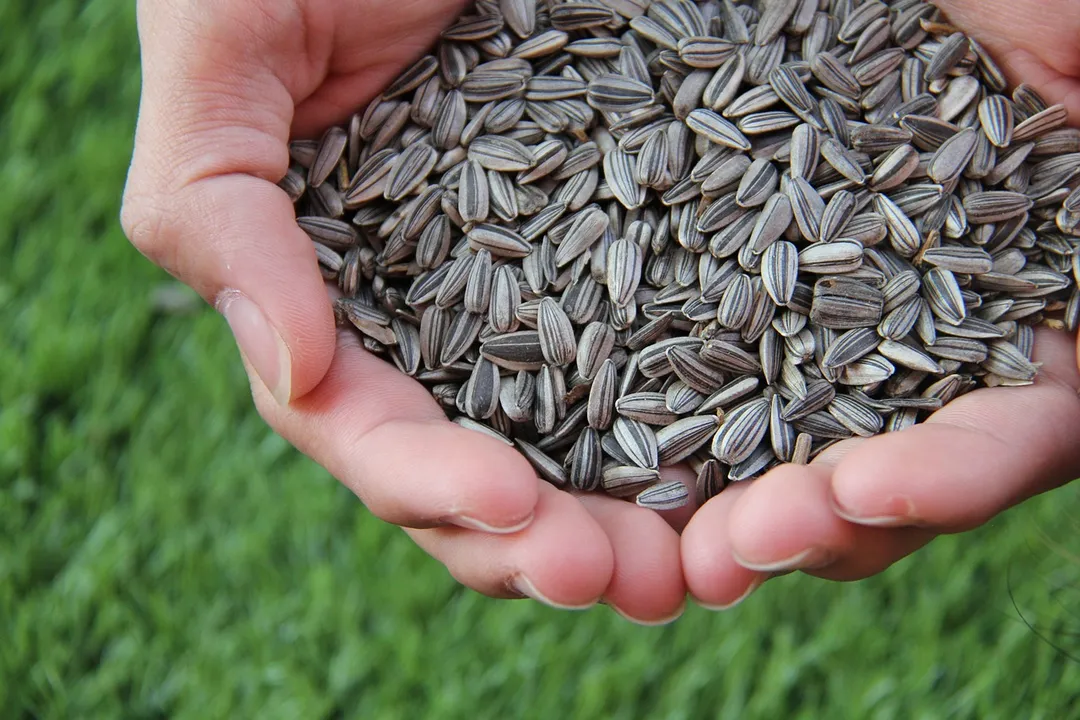 sunflower seeds benefits