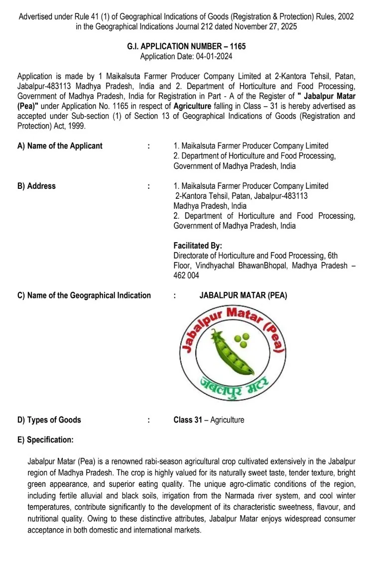 जबलपुर की मटर और सिंघाड़ा को मिला GI टैग, किसानों के लिए खुला मुनाफे का नया रास्ता