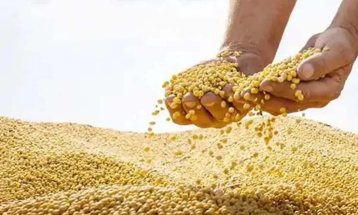 SOYBEAN