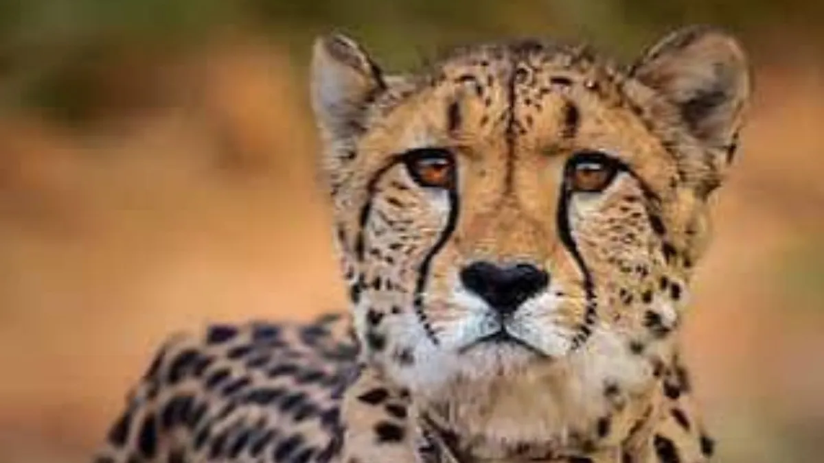 Kuno National Park , Kuno National Park Cheetah cub death