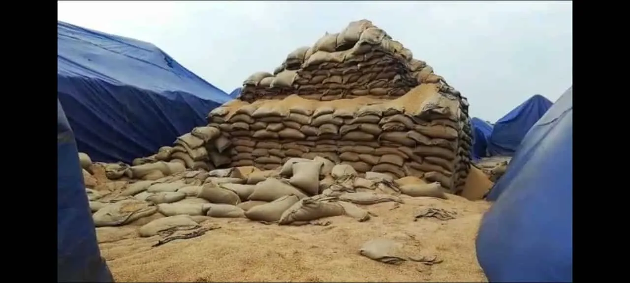 सड़ रही करोड़ों रुपए की धान, ओपन कैंप में नहीं सुरक्षा के इंतजाम