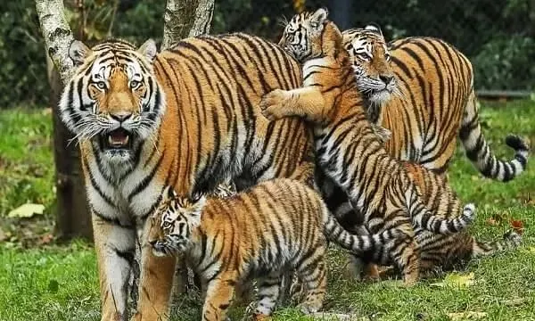 MP Wildlife Sanctuary: केंद्र ने दी मंजूरी, MP के इन जिलों में बनेगा वन्यजीव अभयारण्य