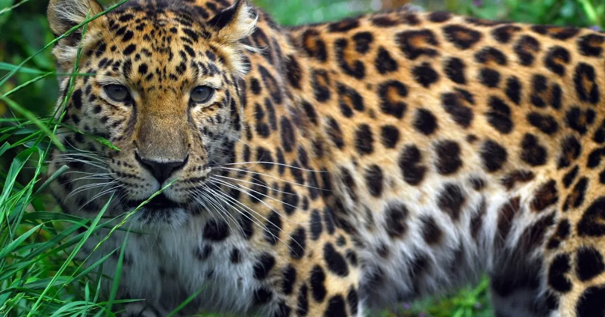 umaria leopard