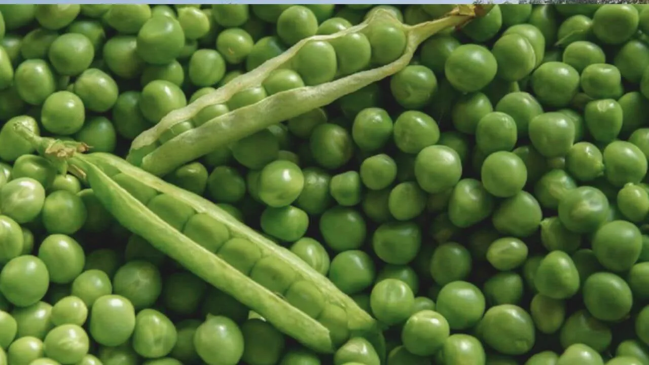 green pea