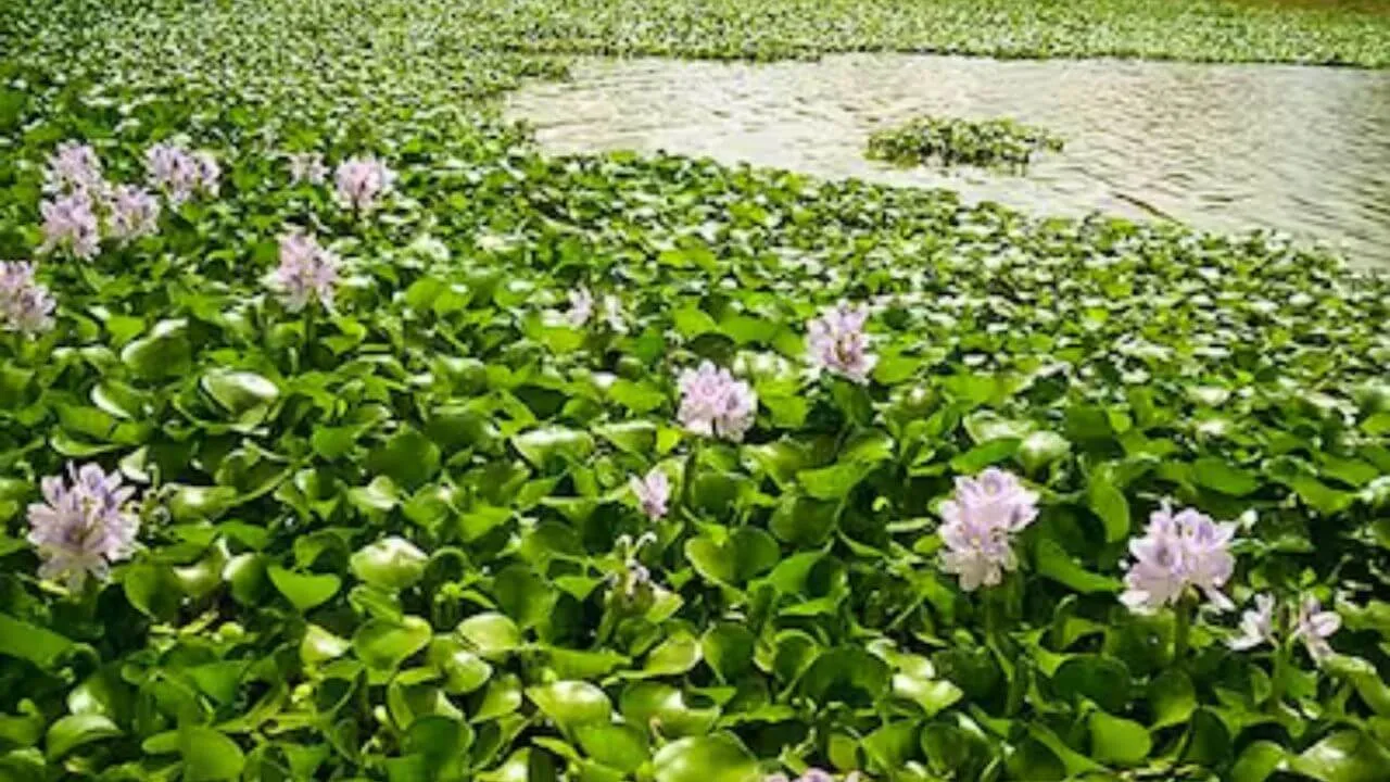 weeds like water hyacinth