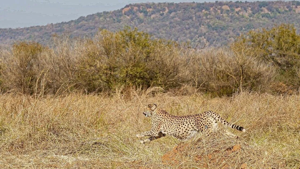 Kuno National Park Cheetah