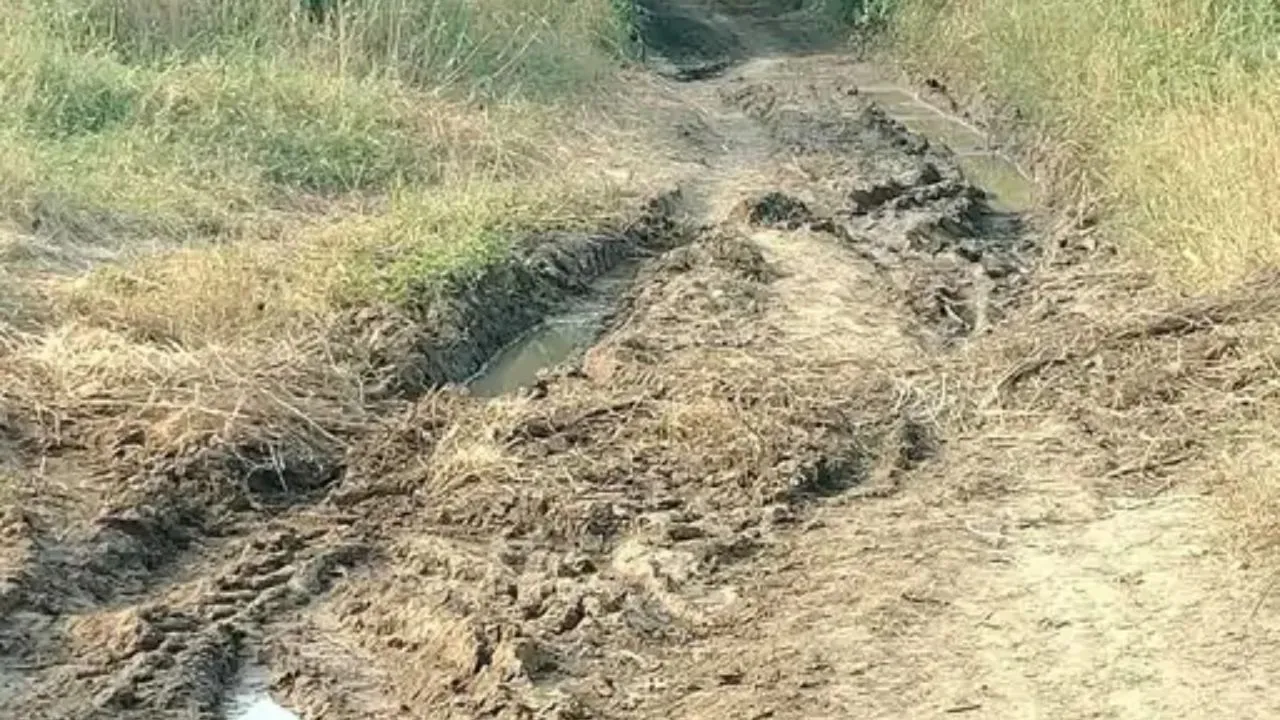 सड़क नहीं खेतों से गुजर रहे ग्रामीण! सीहोर में बड़ली-टीलाखेड़ी मार्ग की हालत बदहाल
