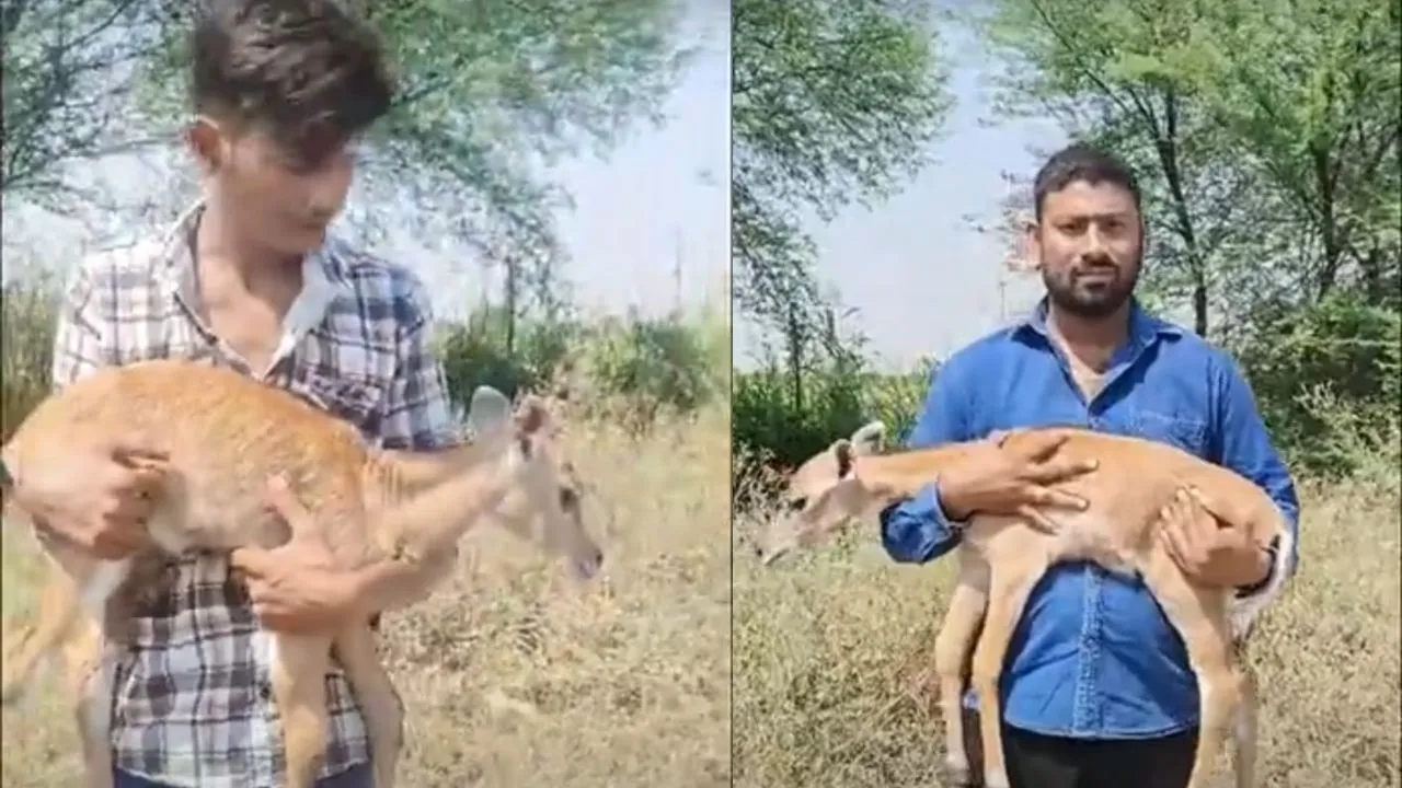 देवास में नीलगाय के बच्चों पर टूटा कुत्तों का झुंड, दो को ले गए, तीसरा घायल मिला