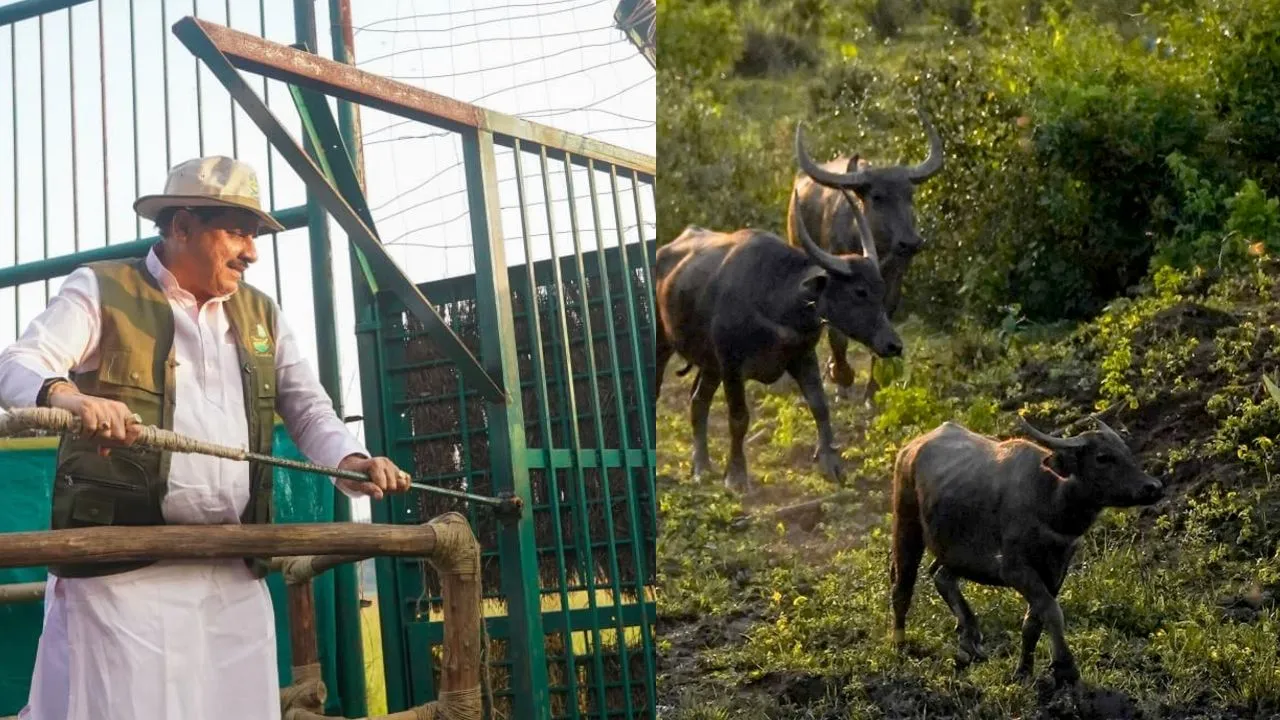 100 साल बाद कान्हा में जंगली भैंसों की वापसी, CM मोहन यादव ने सूपखार में काजीरंगा से लाए गए 8 जंगली भैंसों को बाड़े में छोड़ा