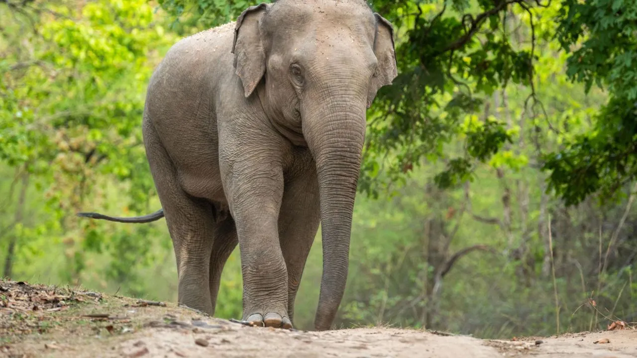 शहडोल में हाथी की मौत, ब्यौहारी के चंदौली गांव में मिला शव, करंट लगने की आशंका