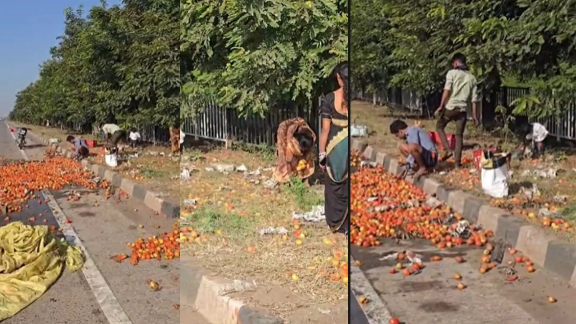 ट्रक की टक्कर से हाईवे पर पलटा टमाटर से भरा पिकअप, सड़क पर बिखरे कई क्विंटल टमाटर, उठाकर ले जाने लगे लोग
