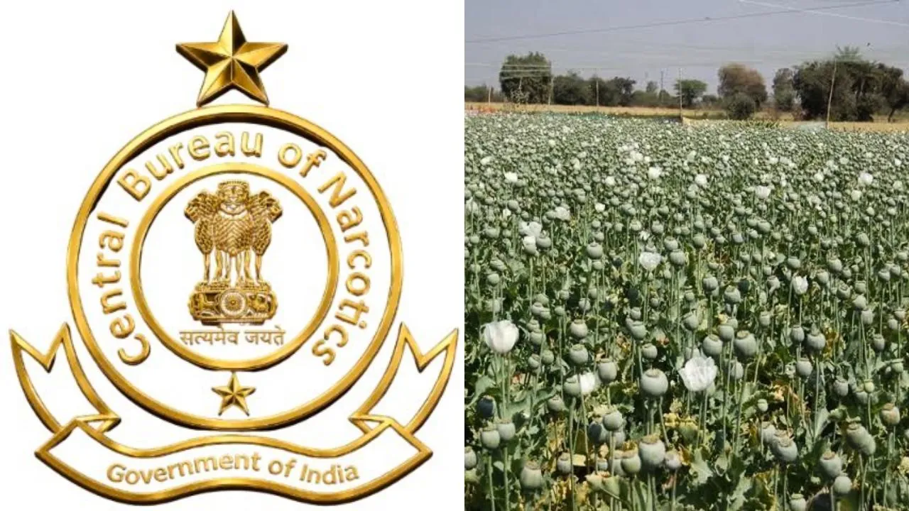 जल्दी जारी होगी अफीम नीति 2026-27, मिल सकती है 10 हजार नए पट्टों की सौगात, संभावित प्रावधानों से किसानों में जगी उम्मीद