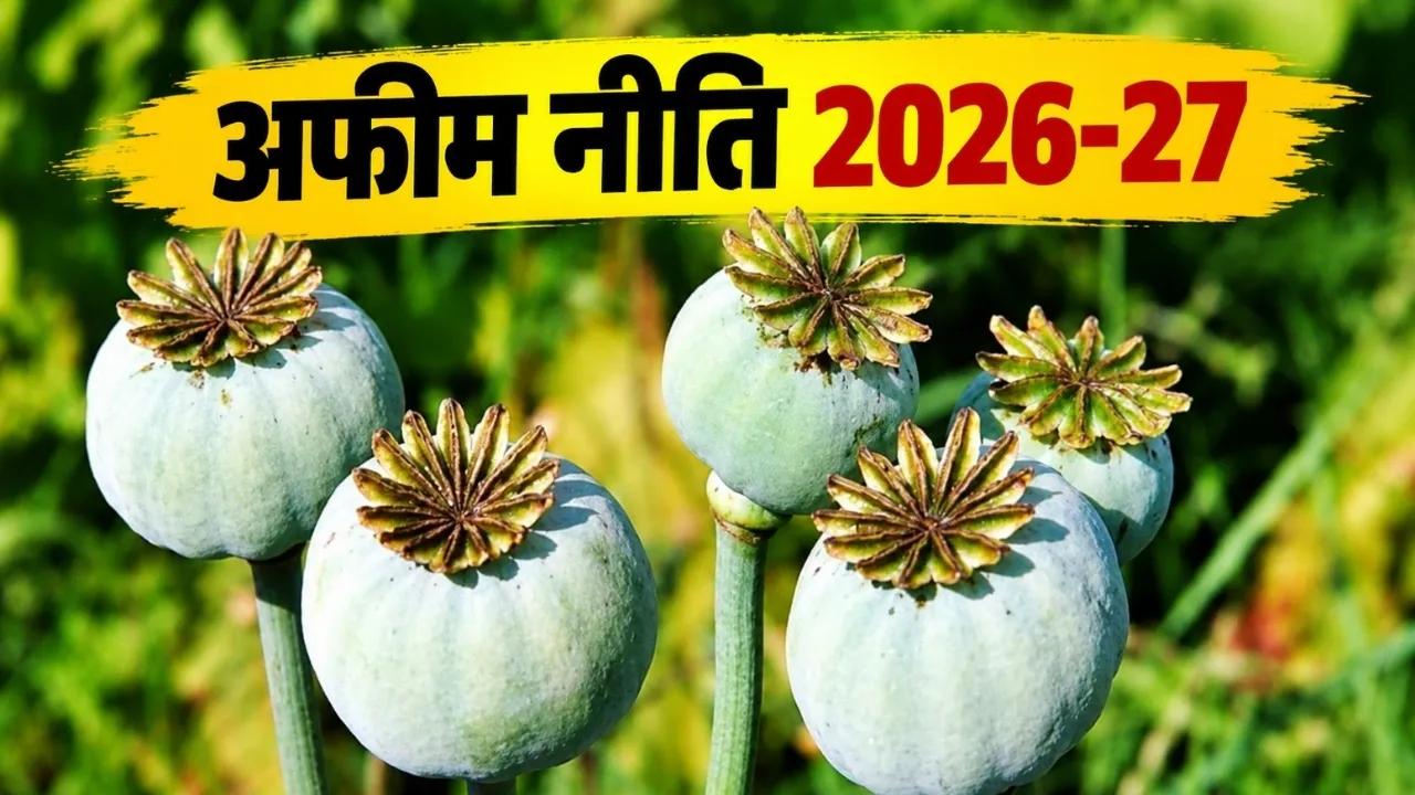 अफीम नीति 2026-27 जारी, मध्य प्रदेश और राजस्थान के किसानों का इंतजार खत्म, अब शुरू होगी बुवाई की तैयारी