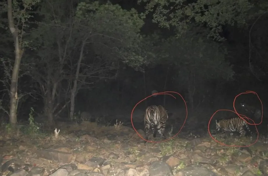 माधव टाइगर रिजर्व मे बाघिन MT3 ने 2 शावकों को दिया जन्म, बाघों की संख्या बढ़कर हुई 11