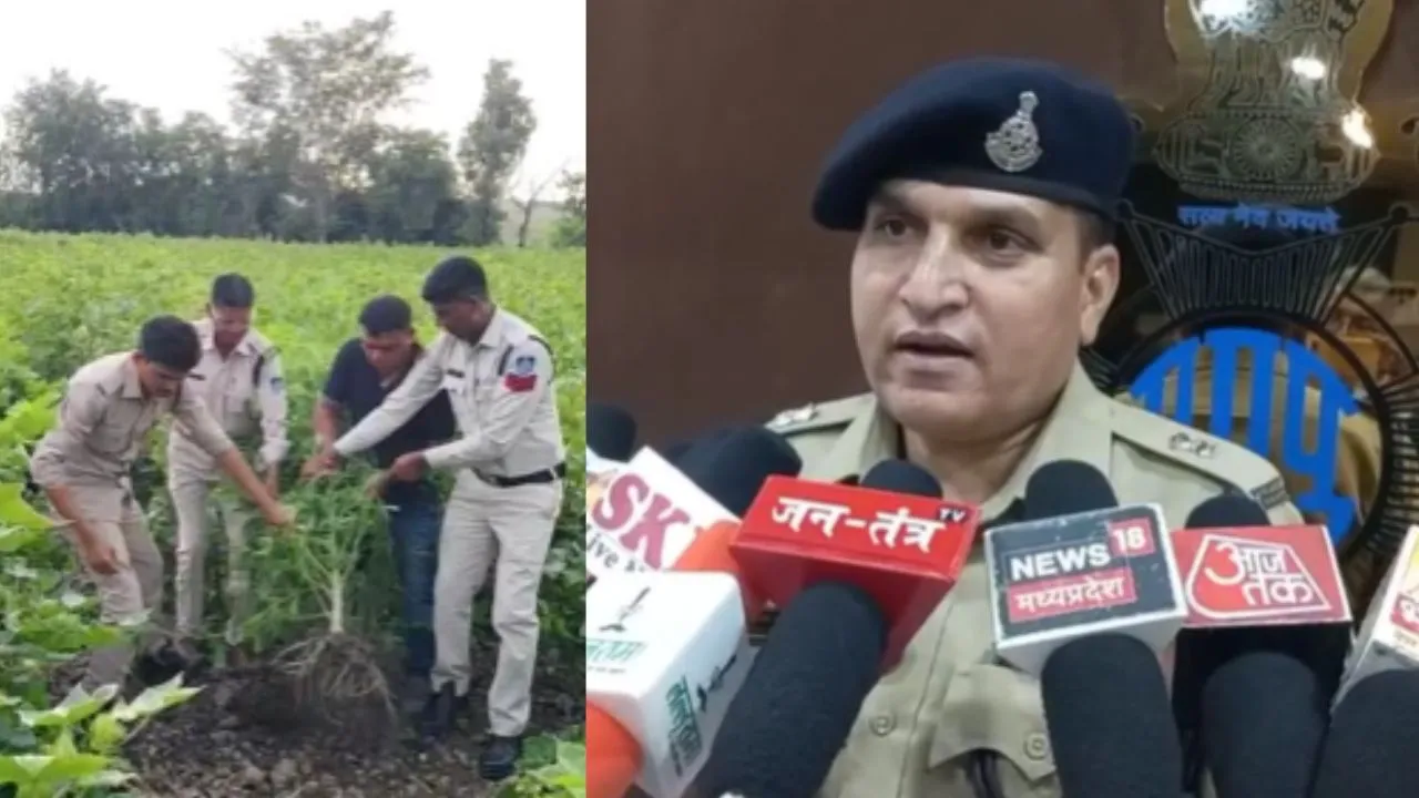 धार में नशे के खिलाफ पुलिस का बड़ा एक्शन, तीन अलग-अलग स्थानों से 1105 किलो गांजा बरामद, दो आरोपी गिरफ्तार