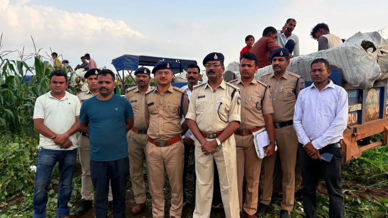 धार में मक्का-कपास के खेतों में उगा रहे थे गांजा, पुलिस ने जब्त की 25 करोड़ की फसल, चार आरोपी गिरफ्तार