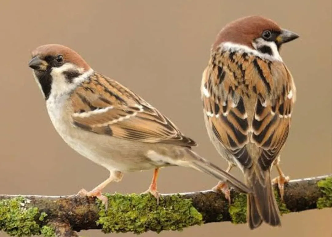 World Sparrow Day