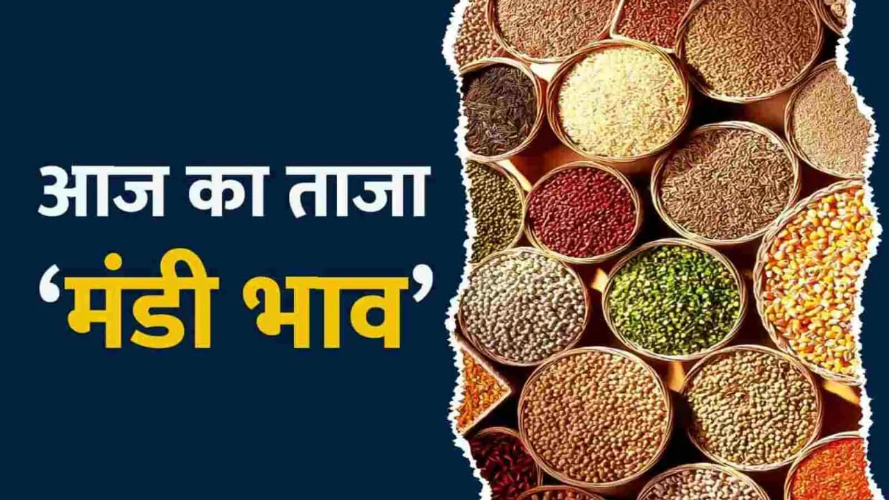 Mandi Bhav