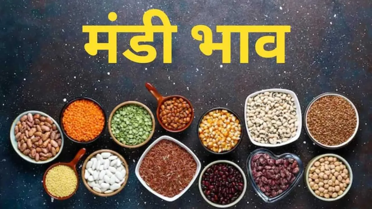 Mandi bhav