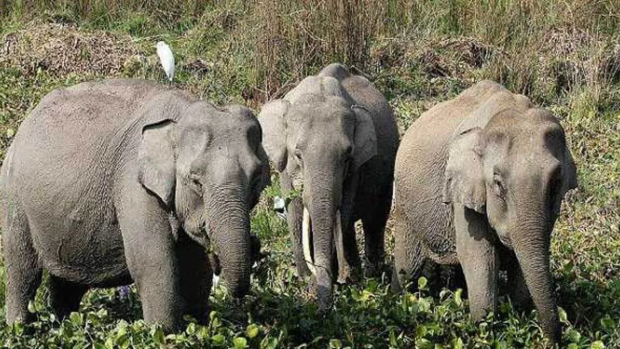 Elephant