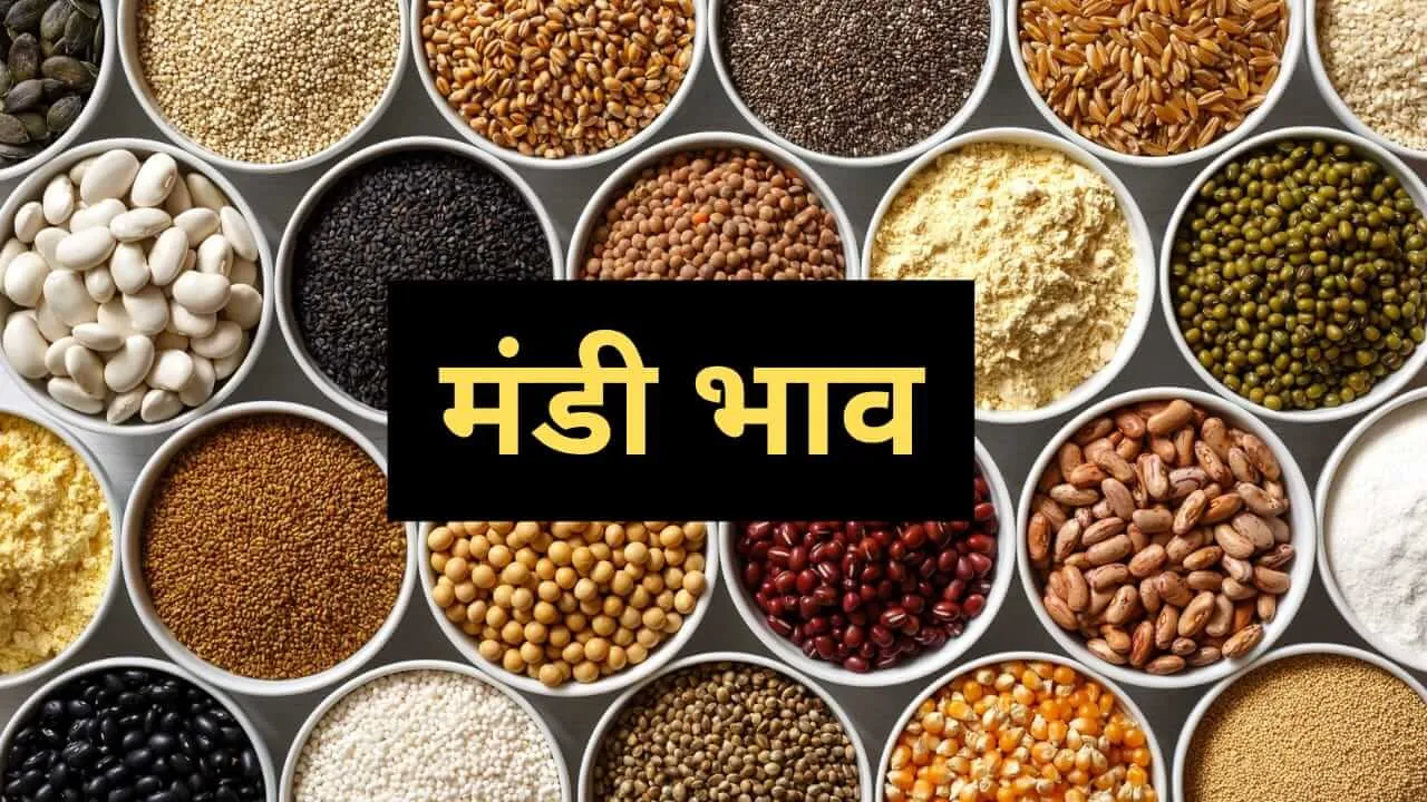 Mandi Bhav