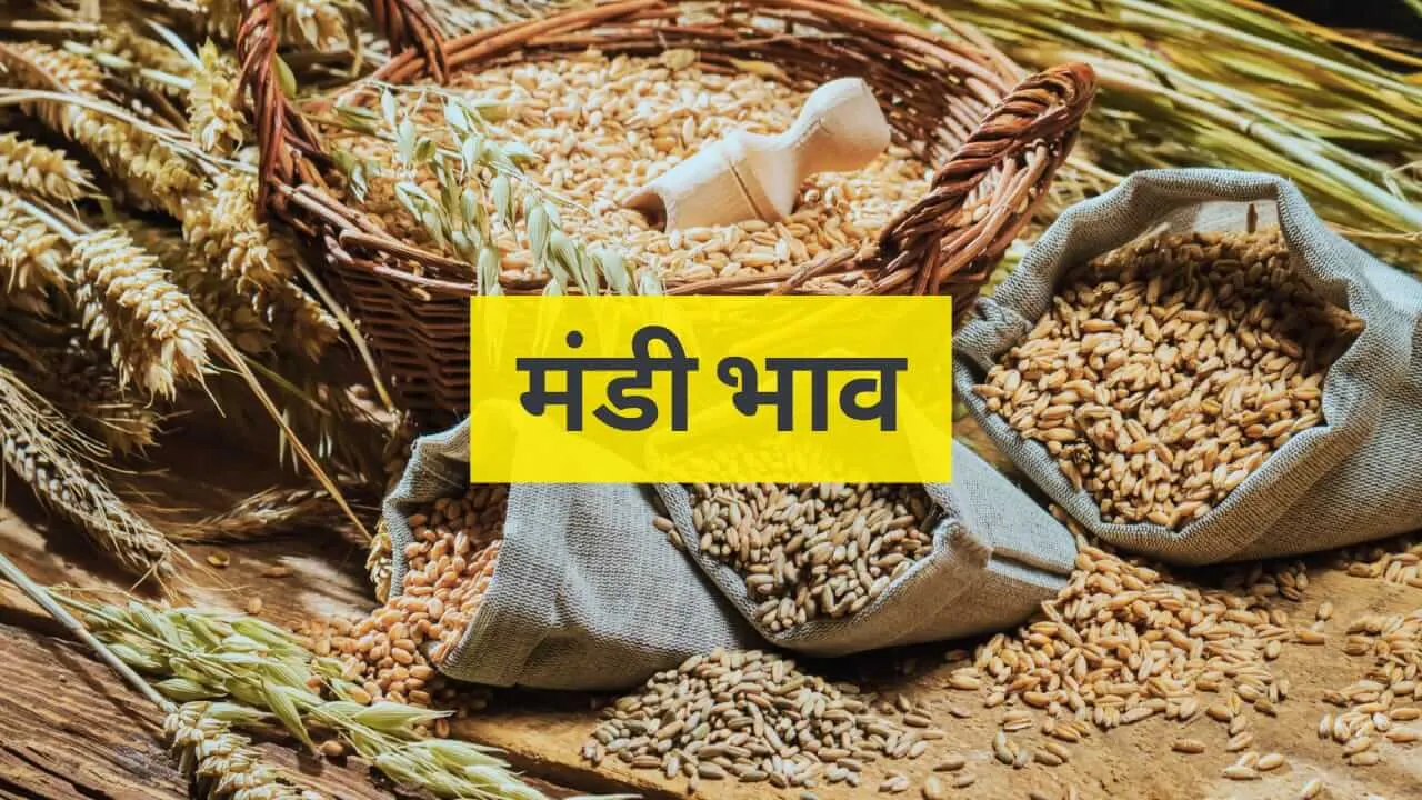 Indore Mandi Bhav