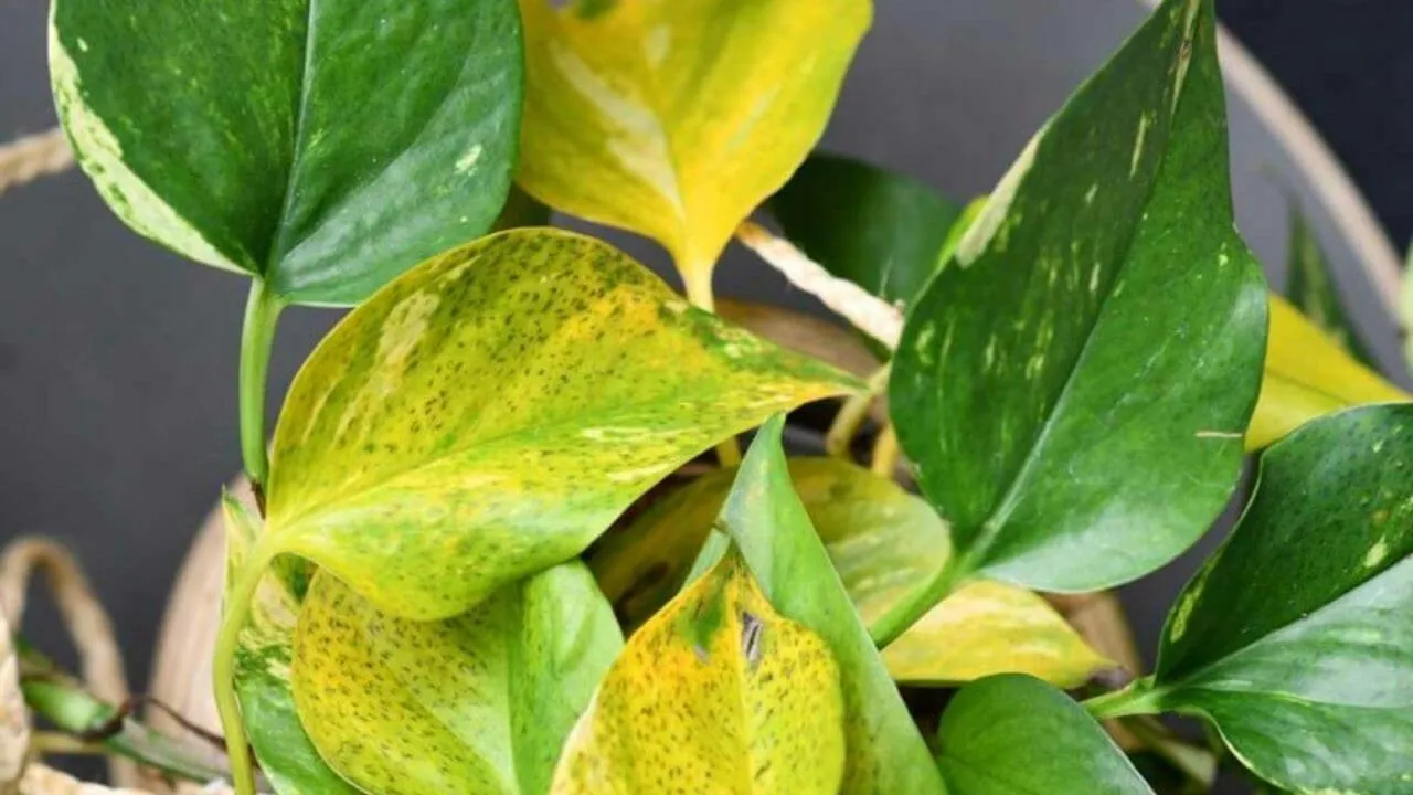 Money Plant
