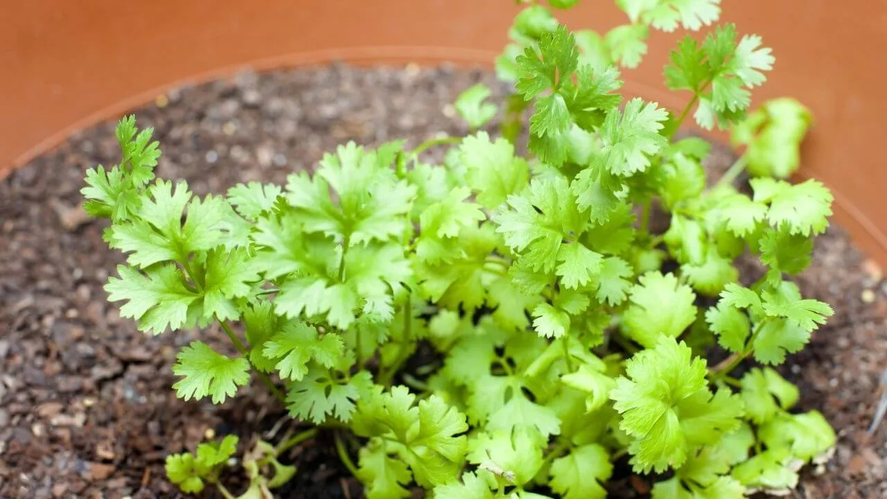 Coriander