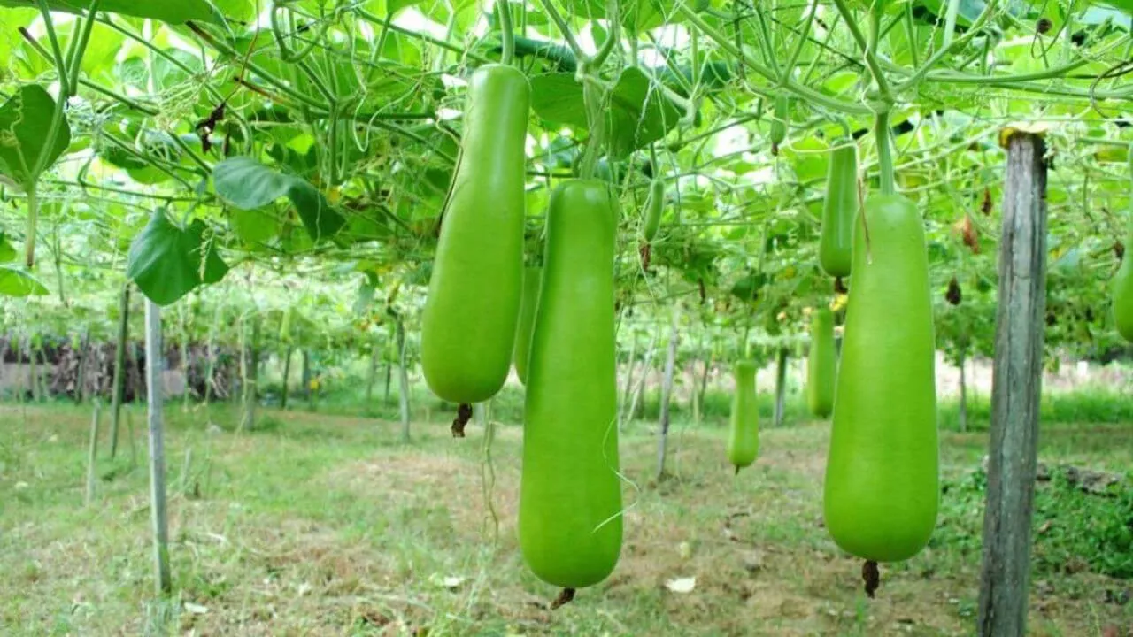 Bottle Gourd
