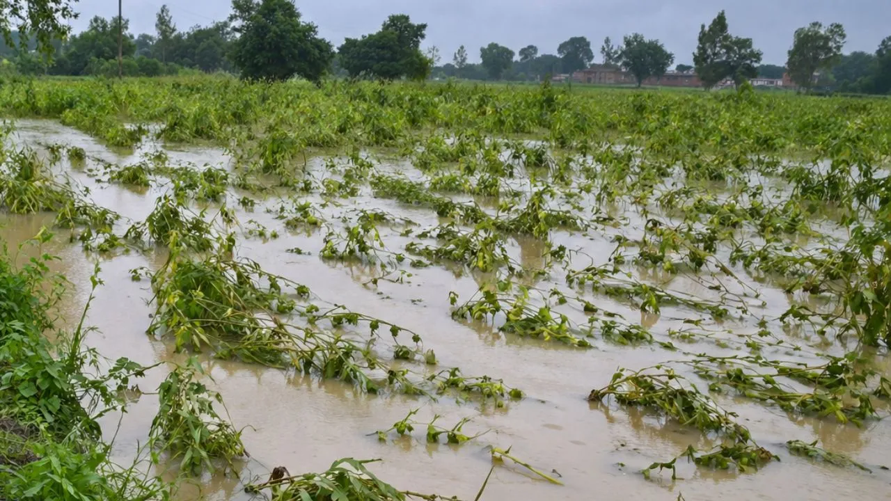 हरदा में मूसलाधार बारिश से हालात बिगड़े, जलभराव के बीच किसानों पर फसल बर्बादी का खतरा