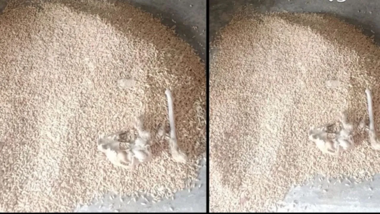 राशन की बोरी से निकला जानवर का कंकाल! गरीबों के अनाज में मिली हड्डियां, हंगामे के बाद दुकान सील