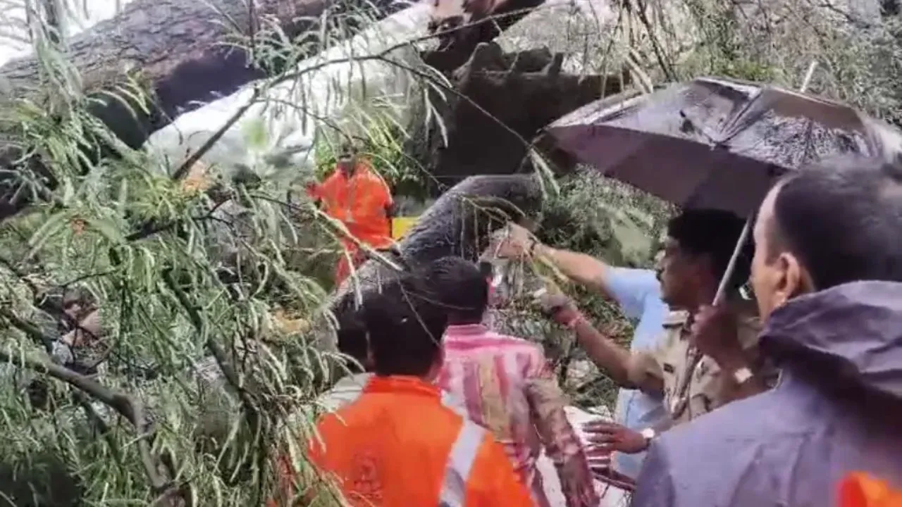 इंदौर में बारिश बनी आफत, चलती कार पर गिरा विशाल इमली का पेड़, डिप्टी डायरेक्टर की मां की दर्दनाक मौत