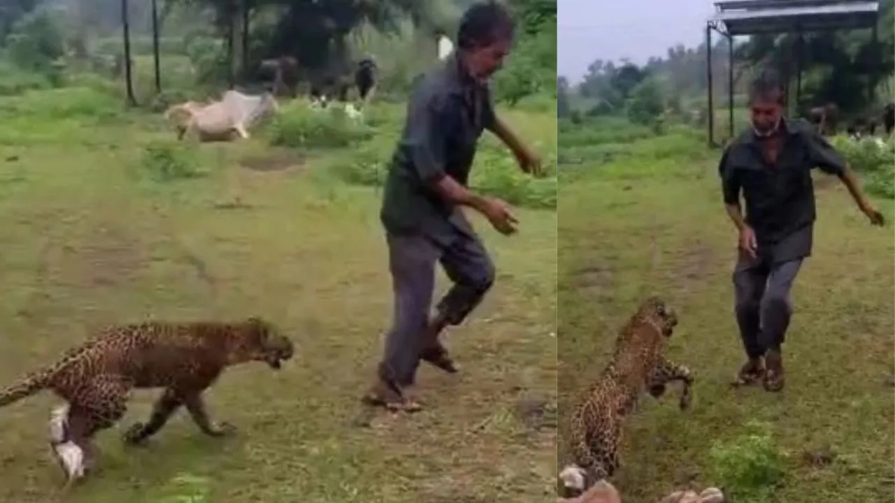 रतलाम के बाजना में तेंदुए की मौत, ग्रामीणों के पीछे दौड़ता दिखा VIDEO, पैर बंधे थे, जांच पर नजर