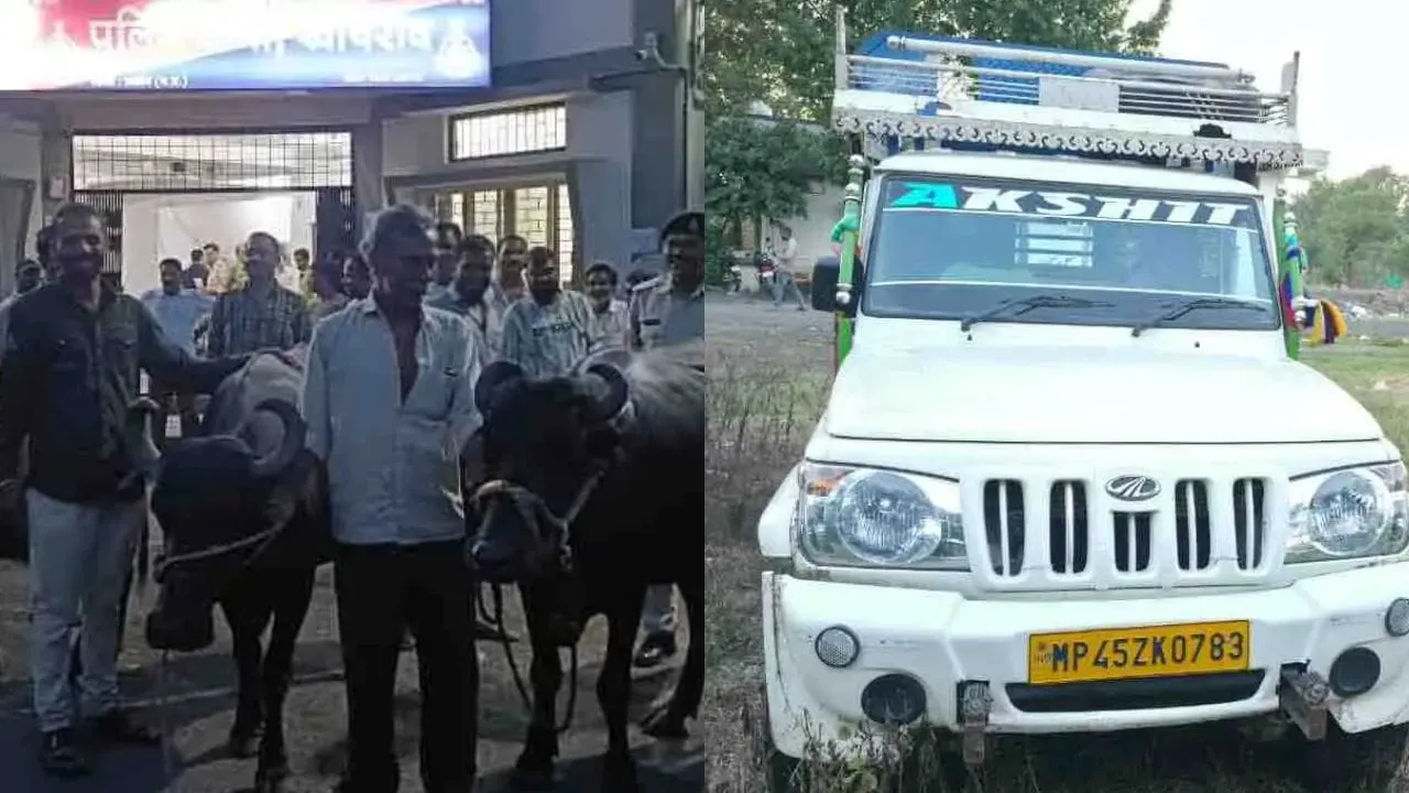नागदा पुलिस ने किया भैंस चोर गिरोह का खुलासा, सरगना सहित 2 गिरफ्तार, पिकअप और भैंसें बरामद