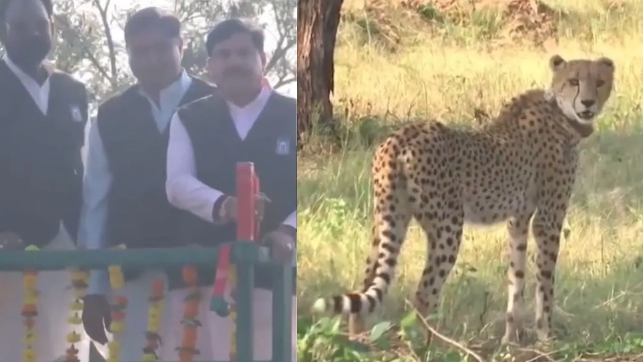 Project Cheetah: गांधी सागर में दौड़ी ‘राधा’, CM मोहन यादव ने खोला बाड़े का गेट; अब यहां हुआ चार चीतों का कुनबा