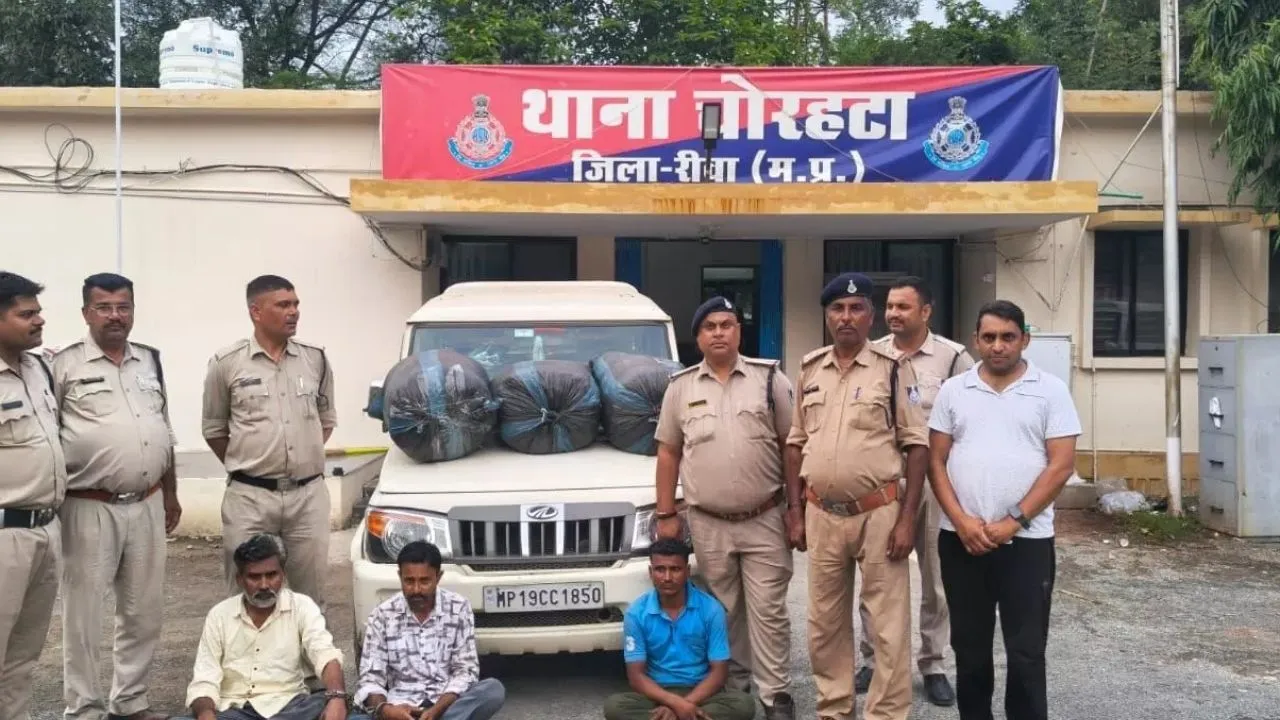नशे के खिलाफ रीवा पुलिस की बड़ी कार्रवाई, 78 किलो गांजा बरामद कर तीन आरोपियों को दबोचा