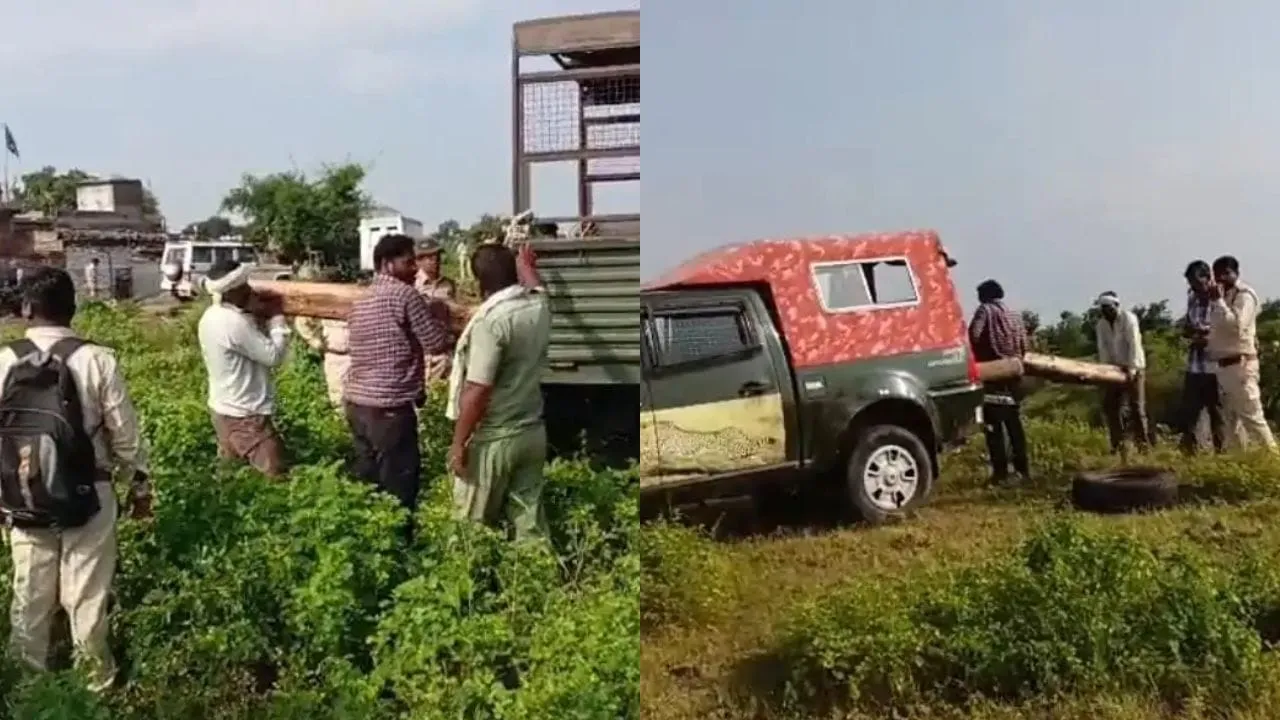 खंडवा में वन विभाग की कार्रवाई, मकानों और खेतों से इमारती लकड़ी और सागौन जब्त
