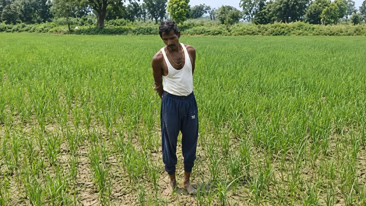 बालाघाट में धान की फसल पर माहू का कहर, मौसम की मार से मुरझाई किसानों की उम्मीदें, कर्ज की चिंता बढ़ी