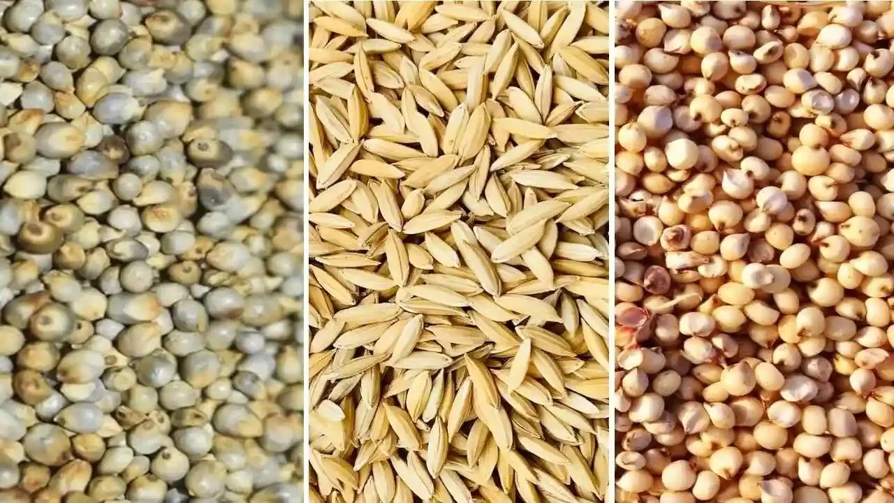 MP News: धान, ज्वार एवं बाजरा उपार्जन के लिये 13000 से अधिक किसानों ने कराया पंजीयन, 10 अक्टूबर लास्ट डेट