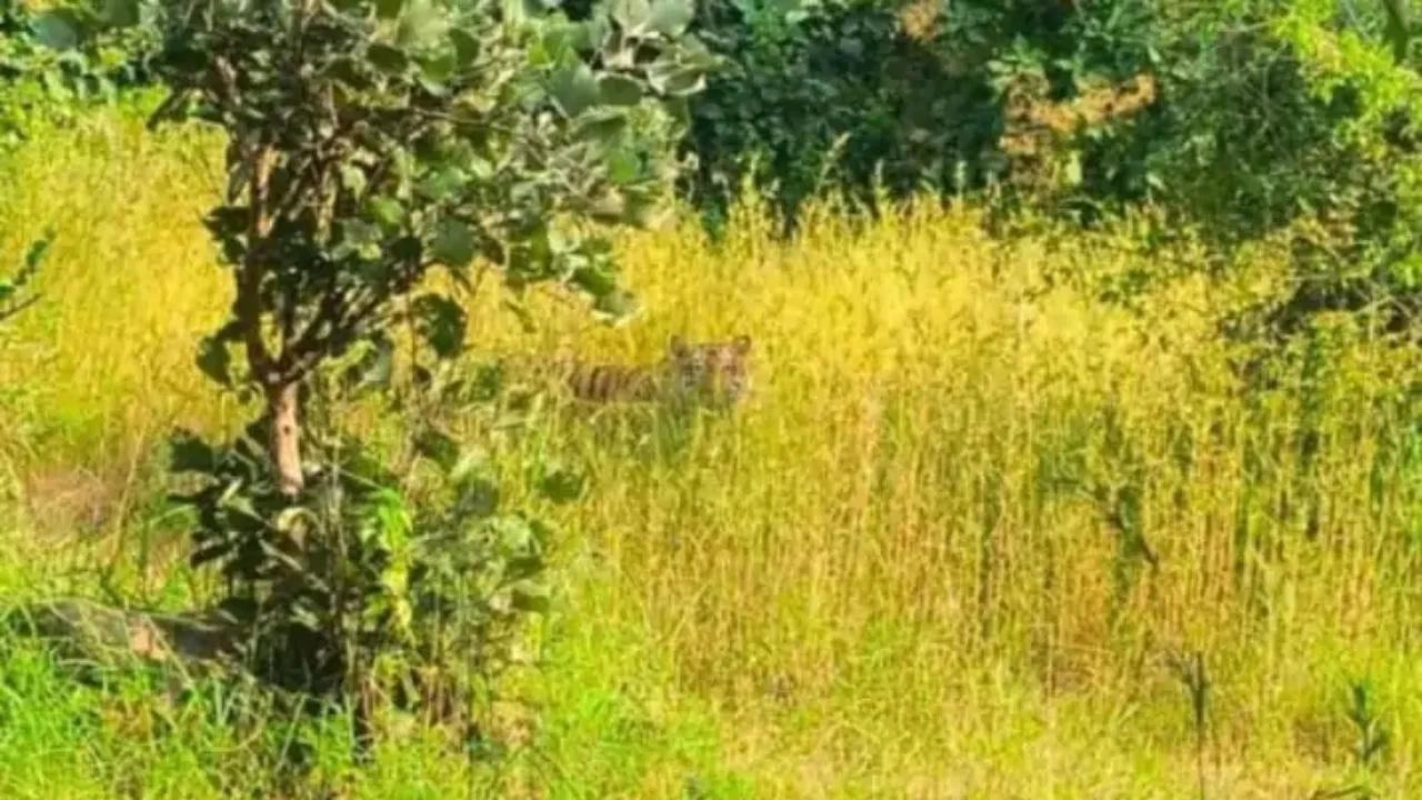 सीहोर के गांवों में बाघ की मौजूदगी से दहशत, वन विभाग ने जारी किया अलर्ट