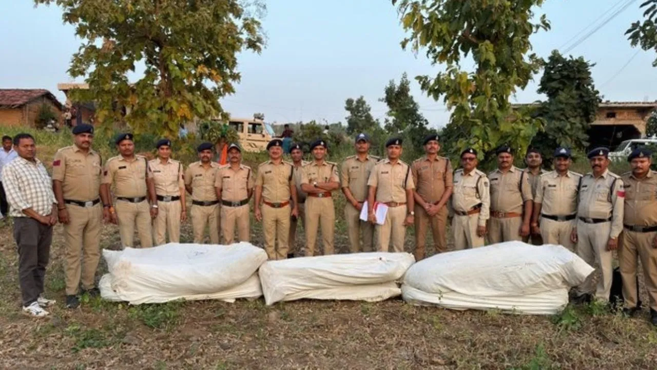 धार में कपास-गराडू की फसल के बीच छिपाकर उगा रहे थे गांजा, पुलिस ने दबिश देकर 229 पौधे किए जब्त, आरोपी फरार